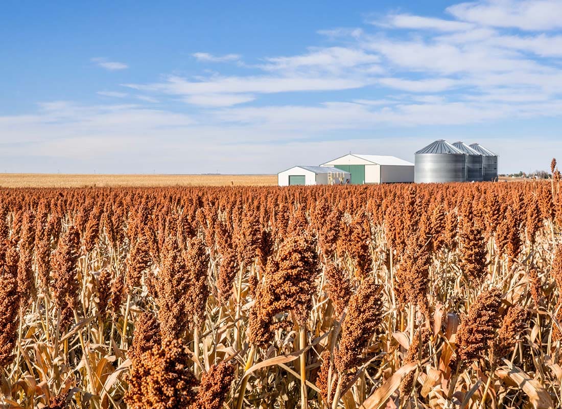 Johnson KS Insurance - Sorghum Field in Kansas